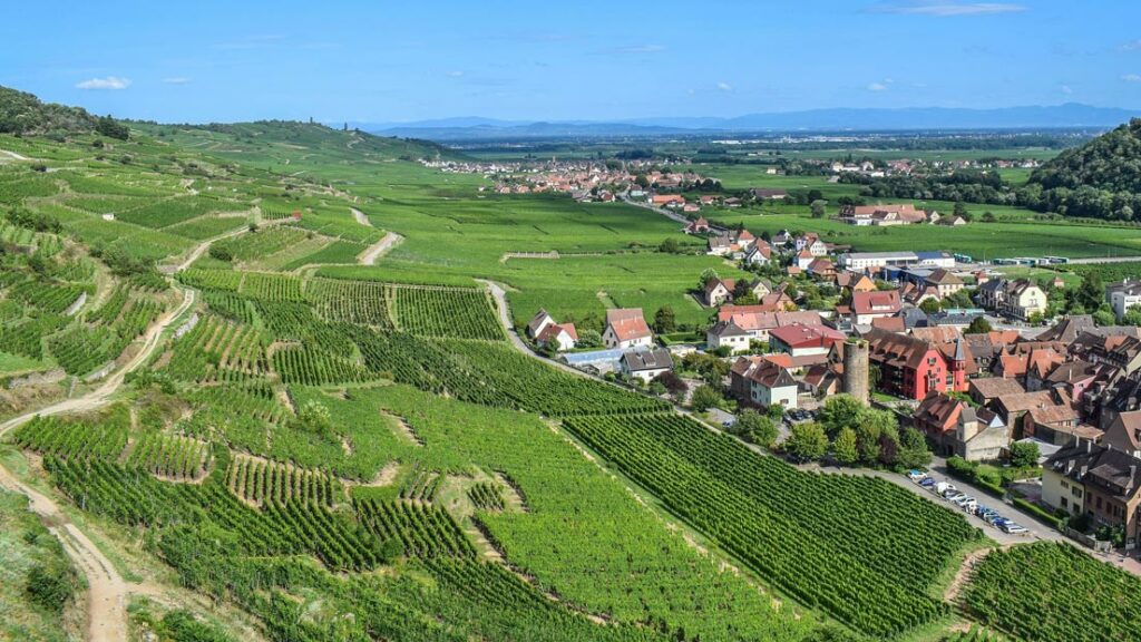 Les vignes alsaciennes